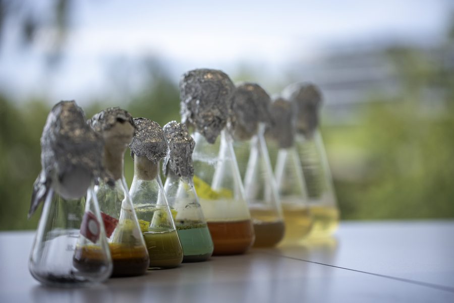 A row of culture flasks with metal-bearing samples